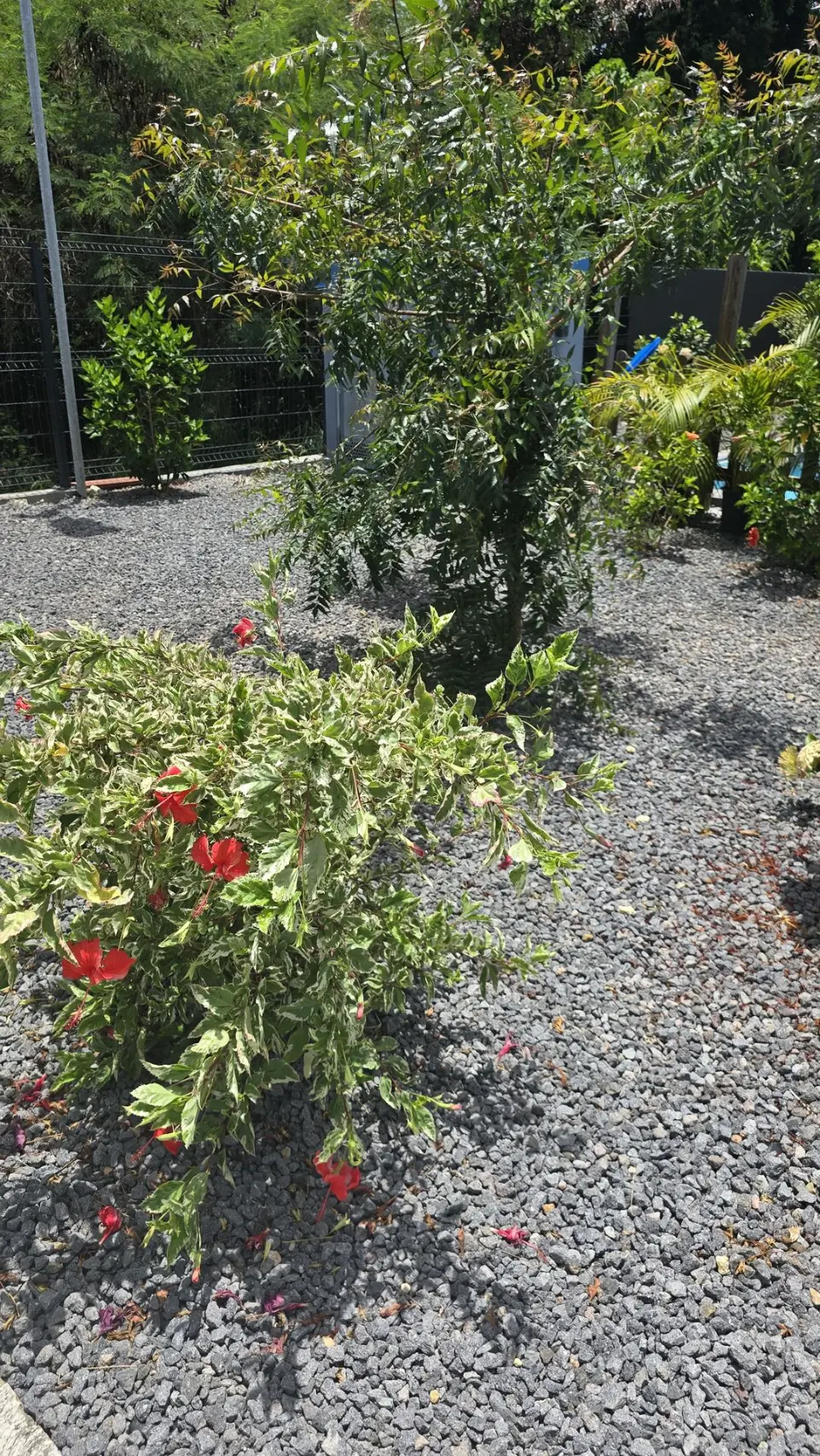 Jardin Tropical